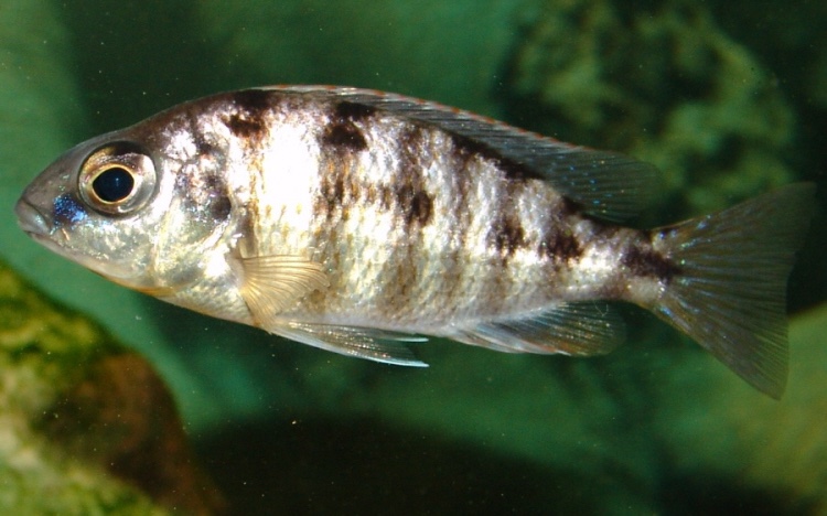 Protomelas sp. 'steveni taiwan' Taiwanee Reef